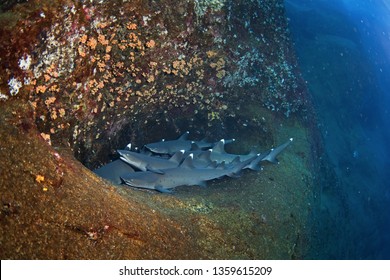 Whitetip Reef Shark, Triaenodon Obesus