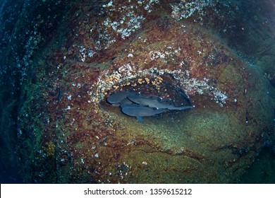 Whitetip Reef Shark, Triaenodon Obesus