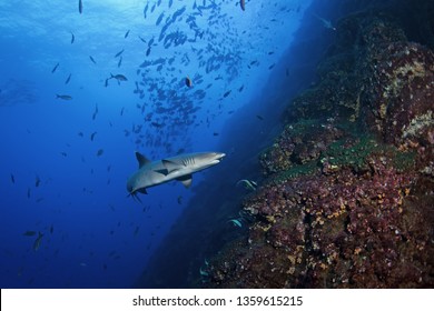 Whitetip Reef Shark, Triaenodon Obesus