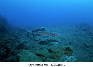 Whitetip Reef Shark, Triaenodon Obesus