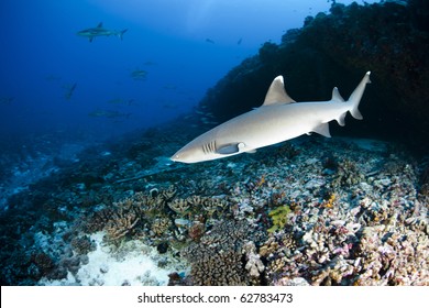 Whitetip Reef Shark (Triaenodon Obesus)