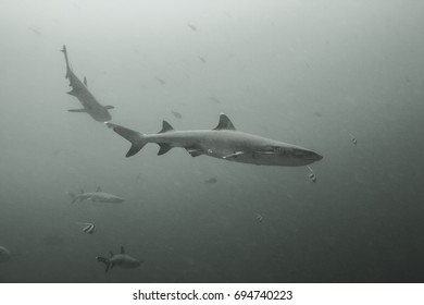 Whitetip Reef Shark (Triaenodon Obesus)