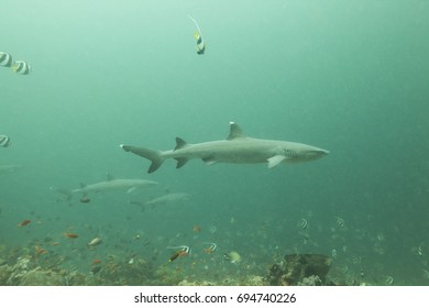 Whitetip Reef Shark (Triaenodon Obesus)