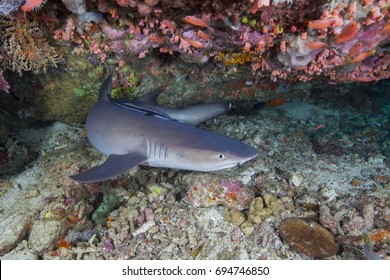 Whitetip Reef Shark (Triaenodon Obesus)