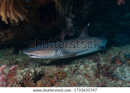 Whitetip reef shark (Triaenodon obesus) Bali, Indonesia