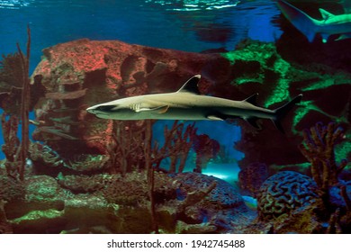 Whitetip Reef Shark Or White Tipped Reef Shark Is Migratory, Live-bearing Fish Of Warm Seas Sometimes Of Brackish Or Fresh Water.