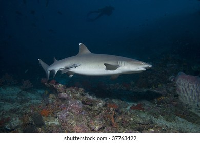 Whitetip Reef-shark, Triaenodon Obesus