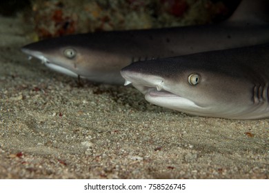 Whitetip Reefshark - Triaenodon Obesus