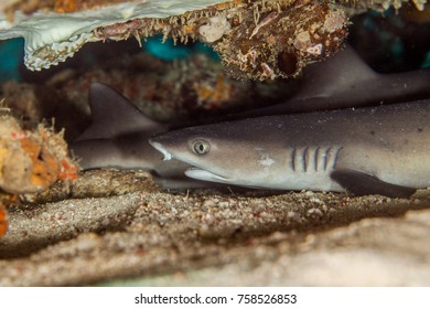 Whitetip Reefshark - Triaenodon Obesus