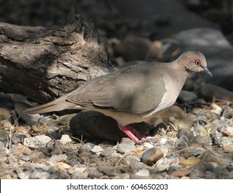 White-tipped Dove (Leptotila Verreauxi) At Laguna Atascosa NWR In Cameron County, Texas