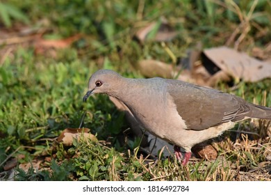 The White-tipped Dove (Leptotila Verreauxi) Is A Large New World Tropical Dove. Its Scientific Name Commemorates The French Naturalists Jules And Edouard Verreaux.