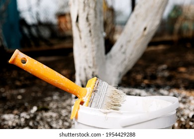 Whitewash of spring trees, protection from insects and pests.Whitewashing of trees in the spring. Gardening and agriculture, protective actions