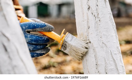 Whitewash of spring trees, protection from insects and pests.Whitewashing of trees in the spring. Gardening and agriculture, protective actions