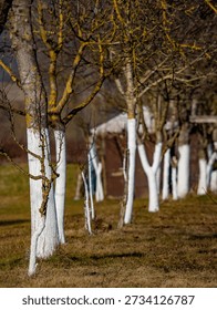 Whitewashed fruit trees in winter