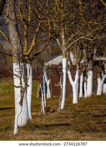 Whitewashed fruit trees in winter