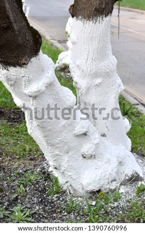 Whitewashed trees in public place symbolizing anti-worm protection Stock photo © 