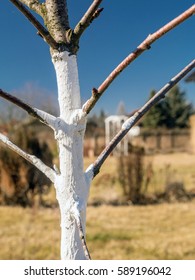 Whitewashed Young Fruit Tree Growing In The Garden 