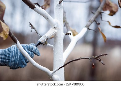 Whitewashing of fruit trees in autumn garden, gardener hand with brush painting apple tree with whitewash - Shutterstock ID 2247389805