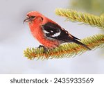 White-winged Crossbill male perched on a fir branch in the forest