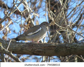 A White-winged Dove Near Bob Woodruff Park, Plano, Texas