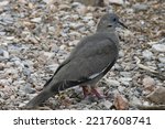 White-winged Dove. Zenaida asiatica. Franklin Mountains State Park, El Paso, Texas. August 2022