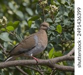 The White-winged Dove (Zenaida asiatica) is a medium-sized bird characterized by its distinctive white wing patches, which are visible in flight. Native to the southwestern United States, Mexico, 