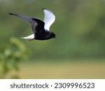 The white-winged tern, or white-winged black tern (Chlidonias leucopterus or Chlidonias leucoptera), is a species of tern in the family Laridae.