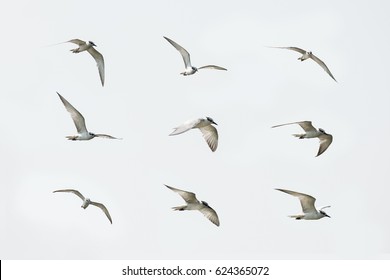 白い鳥 の画像 写真素材 ベクター画像 Shutterstock