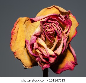 A whithered rose on a gray background