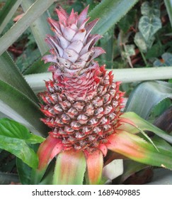 Who Knew Pineapples Could Be So Beautiful 