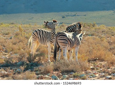 Who Knew A Zebra Could Smile For A Photo