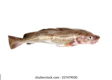 Whole Atlantic Cod (Gadus Morhua) Fish, Isolated On A White Studio Background.