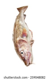 Whole Atlantic Cod (Gadus Morhua) Fish, Isolated On A White Studio Background.