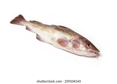 Whole Atlantic Cod (Gadus Morhua) Fish, Isolated On A White Studio Background.