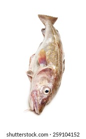 Whole Atlantic Cod (Gadus Morhua) Fish, Isolated On A White Studio Background.