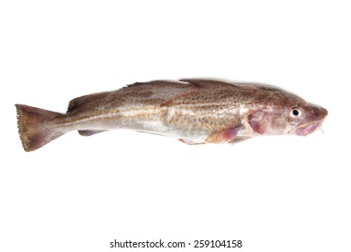 Whole Atlantic Cod (Gadus Morhua) Fish, Isolated On A White Studio Background.