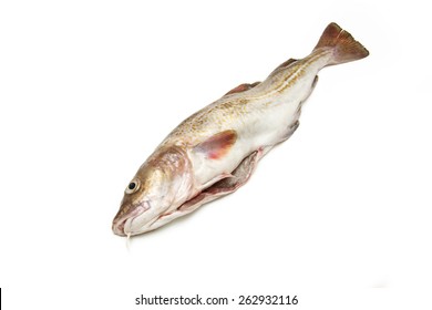 Whole Atlantic Cod (Gadus Morhua) Fish, Isolated On A White Studio Background.