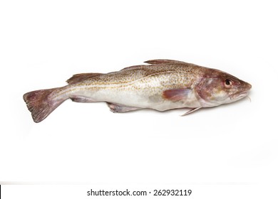 Whole Atlantic Cod (Gadus Morhua) Fish, Isolated On A White Studio Background.