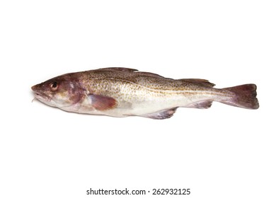 Whole Atlantic Cod (Gadus Morhua) Fish, Isolated On A White Studio Background.