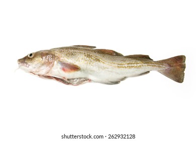 Whole Atlantic Cod (Gadus Morhua) Fish, Isolated On A White Studio Background.