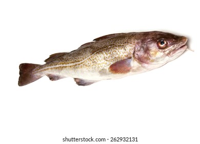 Whole Atlantic Cod (Gadus Morhua) Fish, Isolated On A White Studio Background.