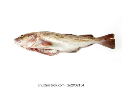 Whole Atlantic Cod (Gadus Morhua) Fish, Isolated On A White Studio Background.