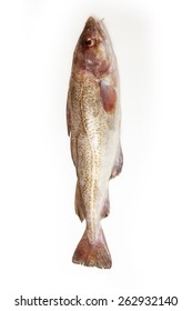 Whole Atlantic Cod (Gadus Morhua) Fish, Isolated On A White Studio Background.