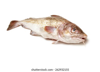 Whole Atlantic Cod (Gadus Morhua) Fish, Isolated On A White Studio Background.