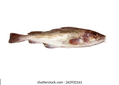 Whole Atlantic Cod (Gadus Morhua) Fish, Isolated On A White Studio Background.