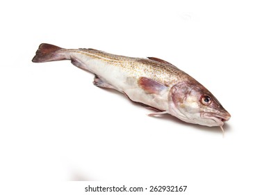 Whole Atlantic Cod (Gadus Morhua) Fish, Isolated On A White Studio Background.