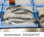 Whole atlantic salmon displayed on the counter of a fishmonger. Preserved in ice flakes