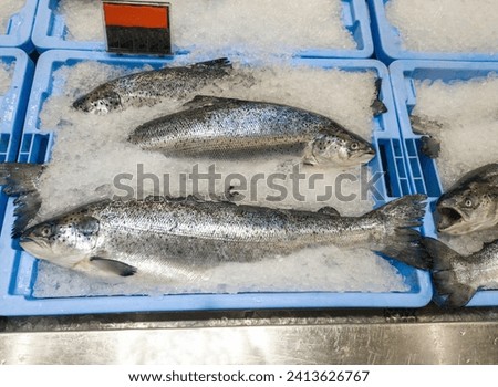 Whole atlantic salmon displayed on the counter of a fishmonger. Preserved in ice flakes