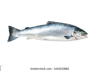 Whole Atlantic Salmon Fish Isolated On A White Studio Background.