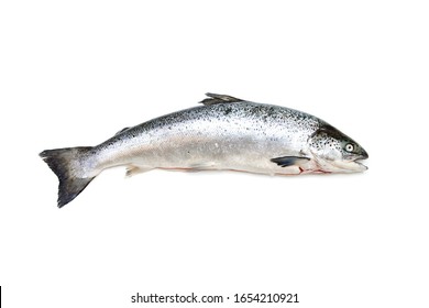 Whole Atlantic Salmon Fish Isolated Ona Stock Photo (Edit Now) 1012354840